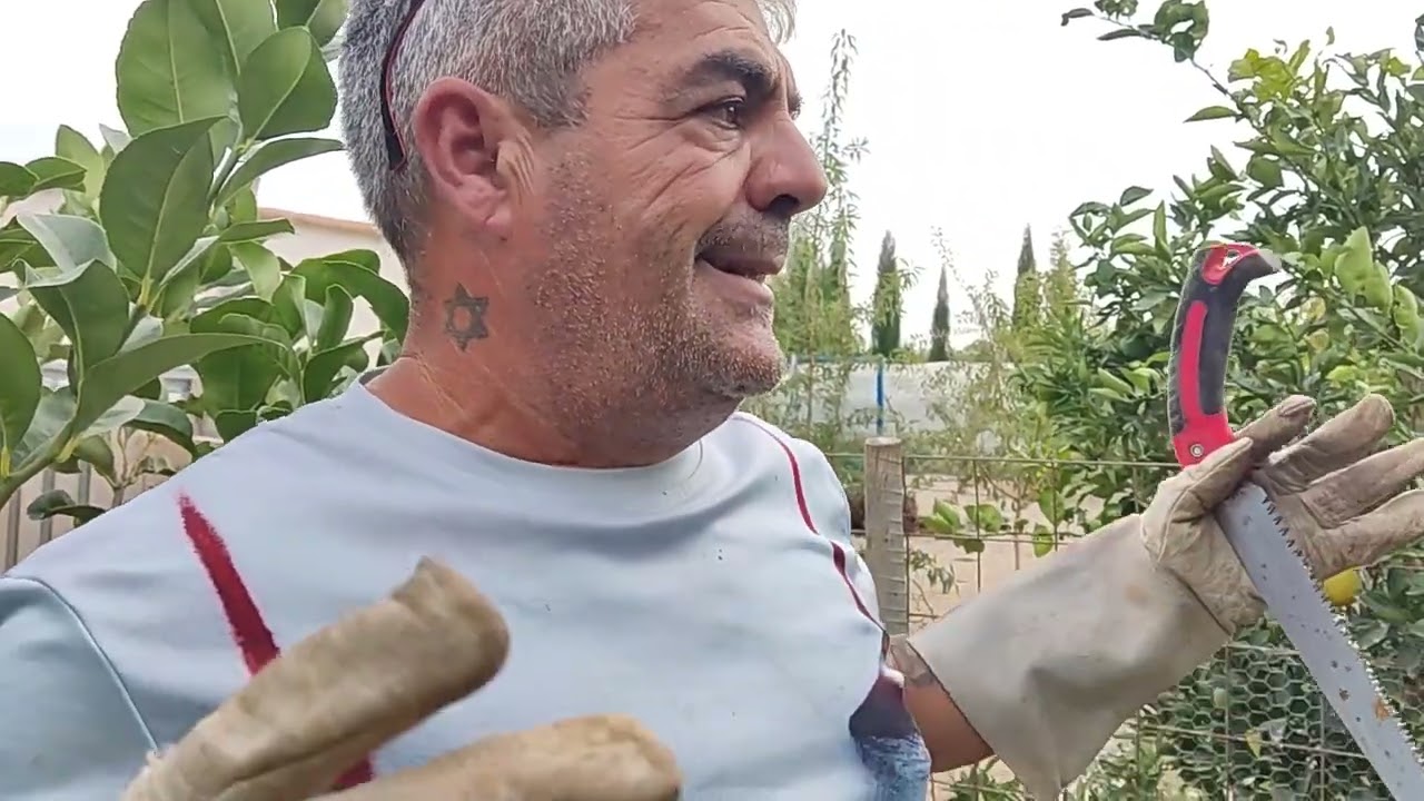 Poda de chupones en cítricos. (limón, naranjo y mandarín)
