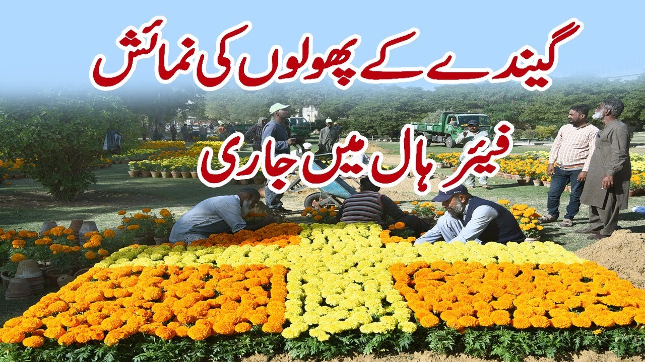 4th Marigold Festival Karachi 2024 Frere Hall Karachi Flower Exhibition YouTube