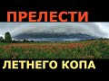 ПРЕЛЕСТИ ЛЕТНЕГО КОПА! ЛЕС И ПОЛЕ В МЕЖСЕЗОНЬЕ, ЧТО МОЖНО НАЙТИ. ТЕПЛО И ВЛАЖНО-ГРИБЫ И НАСЕКОМЫЕ.