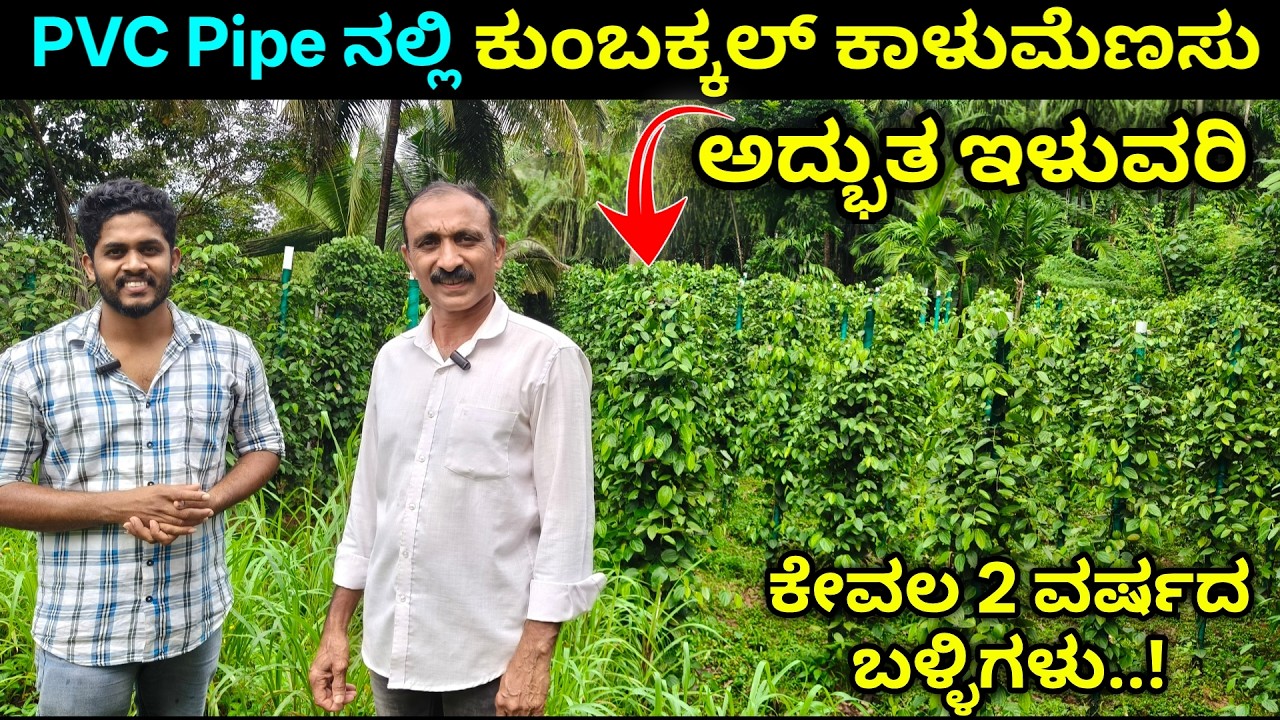 Black pepper farming in PVC pipe. Kumbukkal Variety. PVC ಪೈಪ್ ನಲ್ಲಿ ಕುಂಬಕ್ಕಲ್ ತಳಿ ಕಾಳುಮೆಣಸು ಕೃಷಿ.