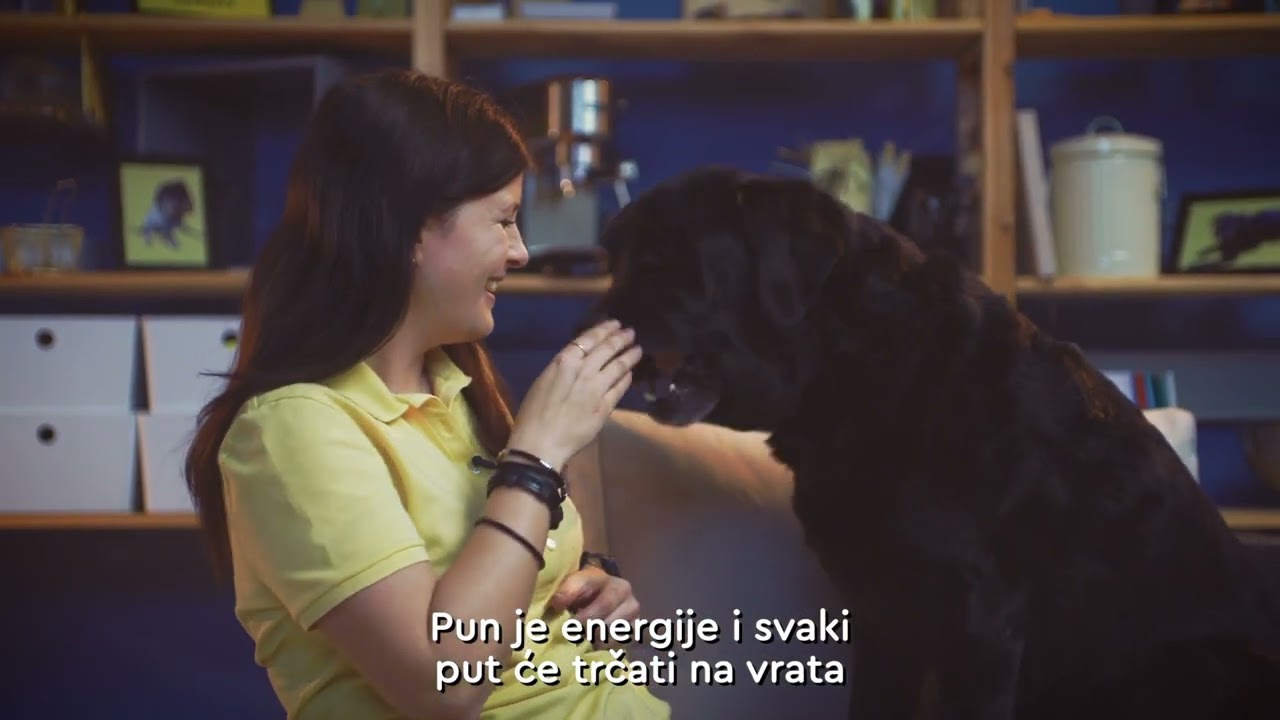 Labrador retriver - inteligentna pasmina koja voli učiti nove stvari 🐟