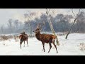 Rosa Bonheur - Peintre animalière