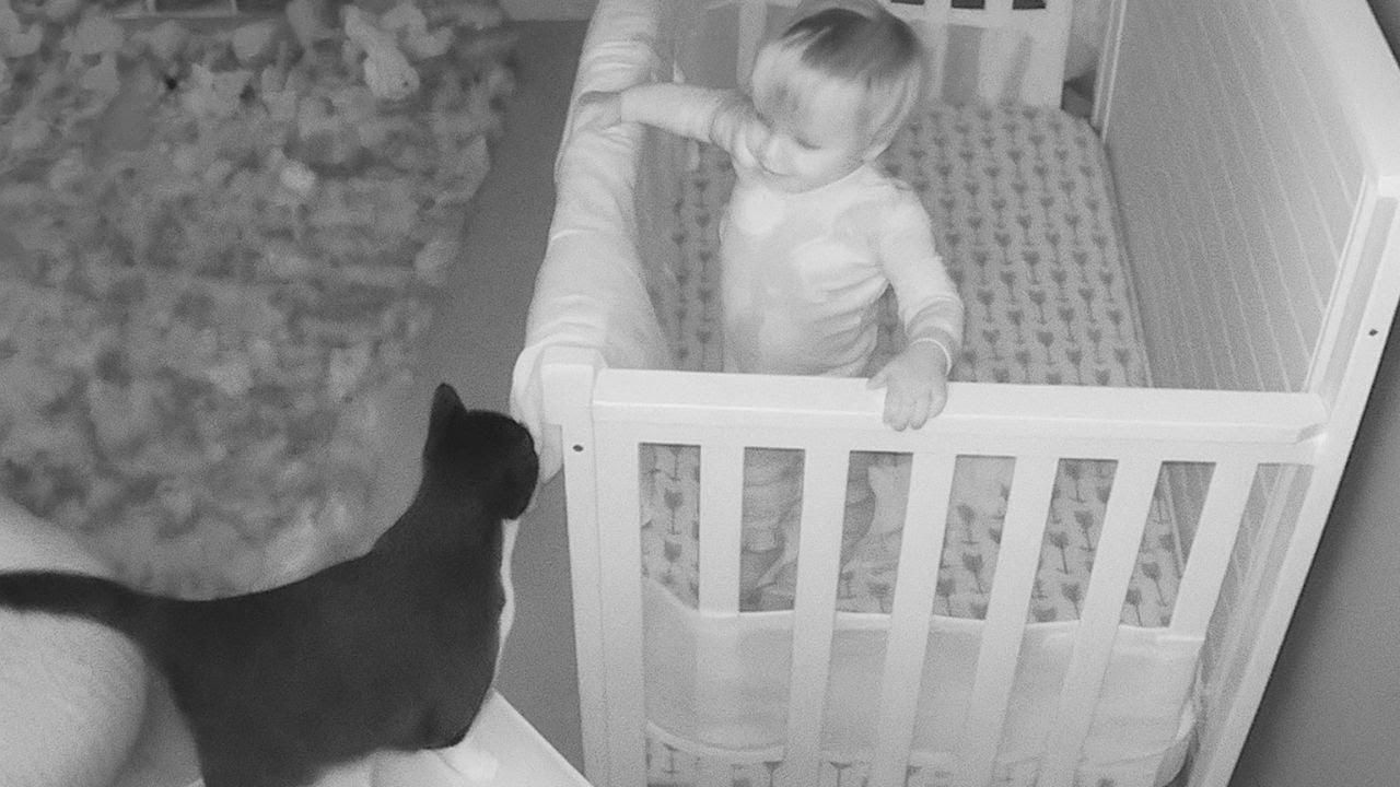 Hero Cat Saves Baby From Abusive Babysitter | Cat Protects Child