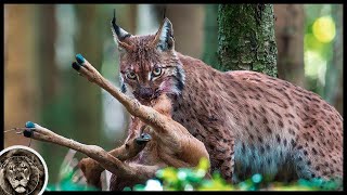 Eurasian Lynx - Super Predator Killing Deer and Snakes! Lynx VS Deer and Poisonous Snake!
