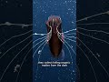How the Vampire Squid Survives in the Deep Sea