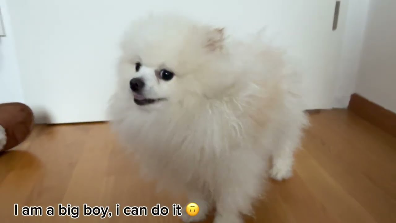 Diary of a Pomeranian #1 taking bath 🛁