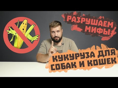 Видео: Как использовать Benadryl для аллергии на кошку