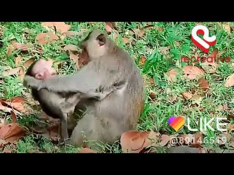 Soja babua mano billi aayi hai with monkey baby soja