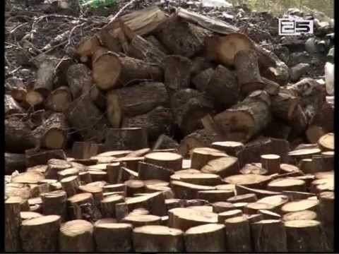 აჭარაში 100 ათასი კუბური მეტრი საშეშე მასალა გამოიყო