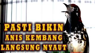 ANIS KEMBANG PANCINGAN ANIS KEMBANG PASTI SEGERA NYAUT IKUT GACOR  #aniskembang