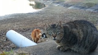 【地域猫】夕方の公園、野良猫ちゃん達ゾロゾロ集まってきた。