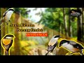 Masteran Suara Kicau Burung Cendet Istimewah Coba Di Dengarkan Ke Burung Yang Lagi Ganti Bulu Mp3 - Mp4 Download