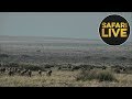 safariLIVE - Sunrise Safari - August 28, 2018