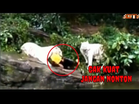 Detik detik pembersih kebun binatang di makan harimau