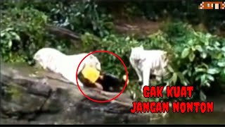 Detik detik pembersih kebun binatang di makan harimau