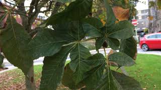 Red Horse Chestnut - Leaves - October 2018