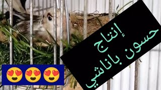 إنتاج طفرة الحسون في القفص 🐥🐥🐥 بسم الله ماشاء الله 🥰🥰🥰 mutation panaché