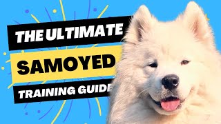 How to Train Your Samoyed: Tips From the Pros! ‍❄