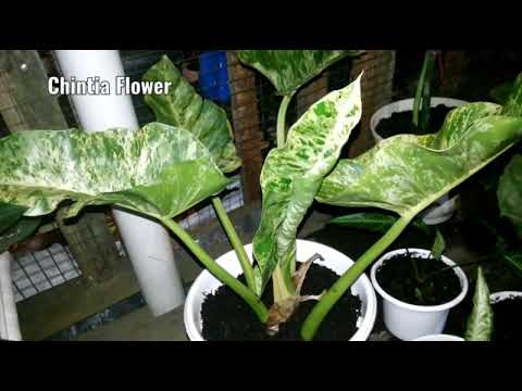 Tanaman Hias Keladi Philo Varigata Youtube