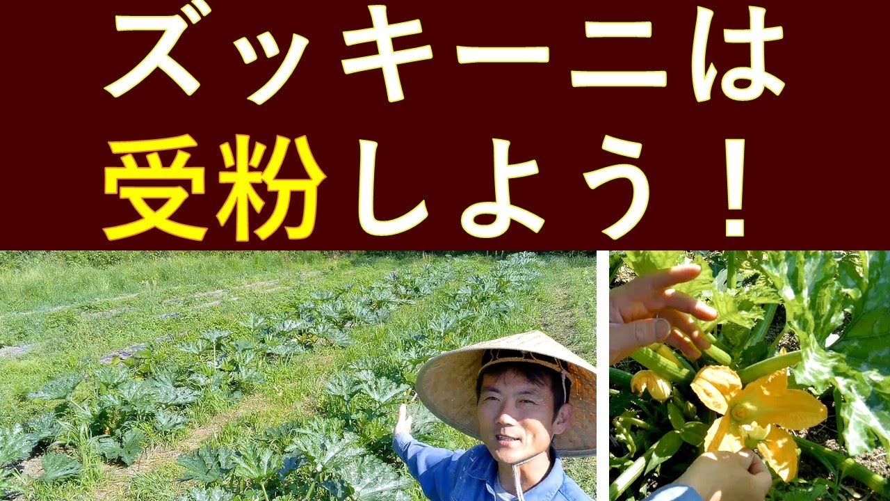 ズッキーニは受粉しよう Youtube