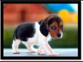 LOVE ALL ANIMALS THEY ARE LIVING BEING-JUST LIKE YOU!