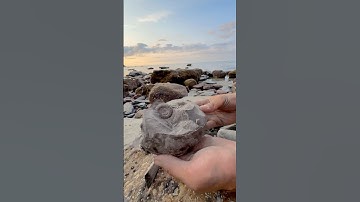 We found a Jurassic Age limestone rock and opened it, in the search for more fossils! 🤯