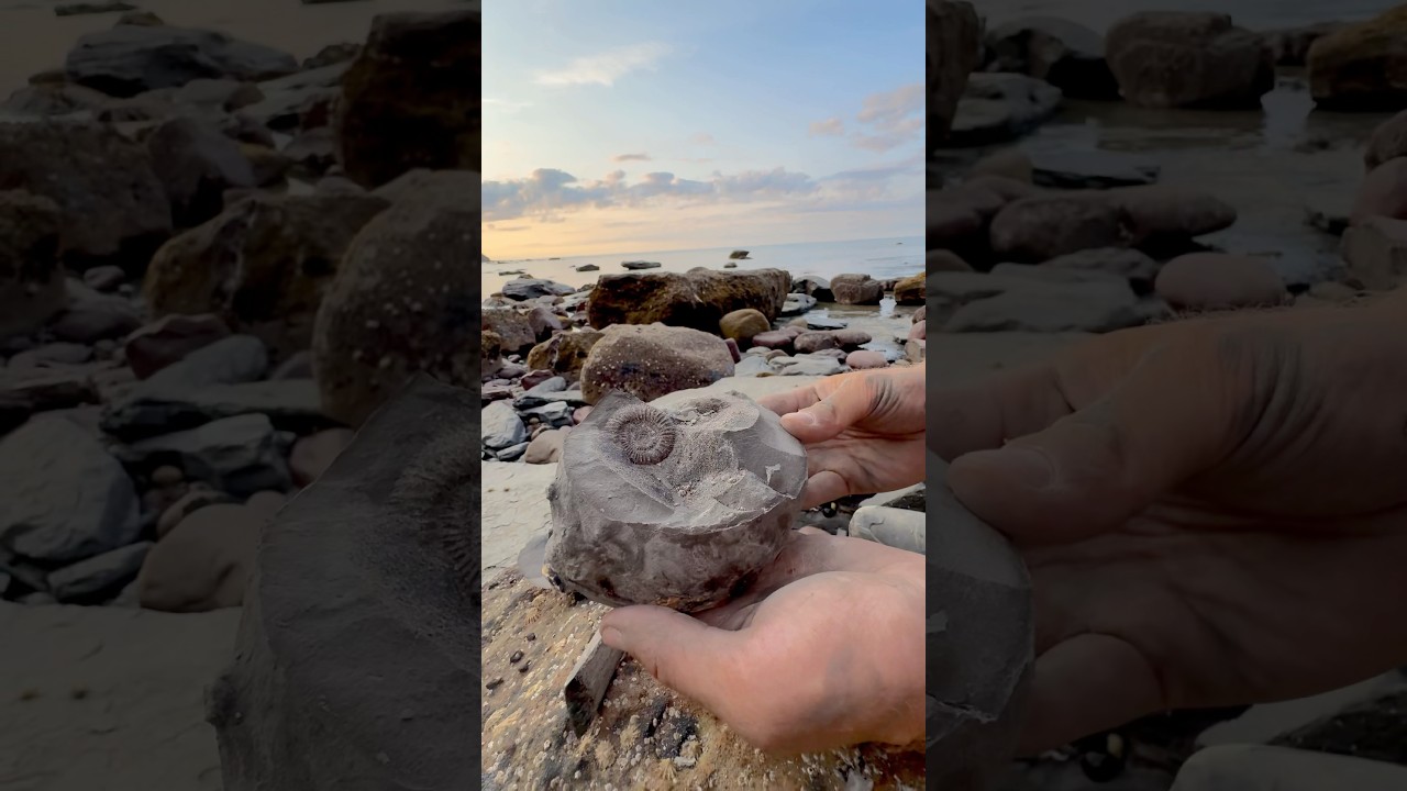 We found a Jurassic Age limestone rock and opened it, in the search for more fossils! 🤯