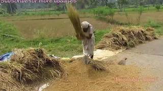 Paddy cultivation - കറ്റ മെതിക്കുന്നത് കണ്ടിട്ടുണ്ടോ ?