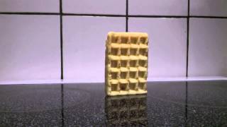 Waffle Falling Over Surprise