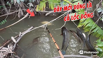 Kích cá miền Tây // Cuộc sống mưu sinh-bắt được cá lóc như thế này mới chánh cống là cá đồng XC84tv