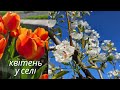 Українське село у квітні Звуки природи Відео для релаксу 