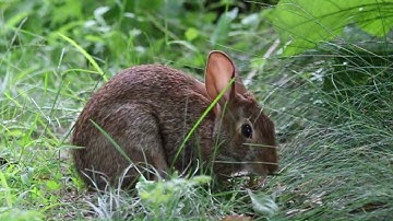 Rabbit Genetics | Intro & Overview