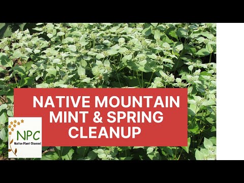 Video: Mountain Mint Care – Pelajari Tentang Perawatan Tanaman Mint Gunung