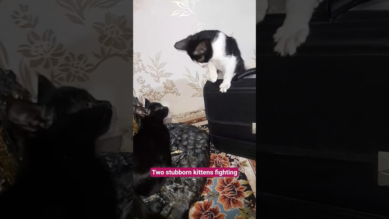 جنگ درسه رنگ  جذاب 