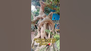 CÂY SI ĐỘC LẠ QUÝ HIẾM TUYỆT ĐẸP TRÊN TÂY NGUYÊN XANH ĐẠI NGÀN TÂY NGUYÊN