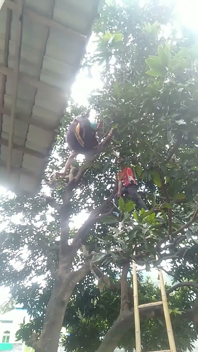 orang gantung diri di pohon