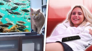 What they say: CATS IN FRONT OF TV