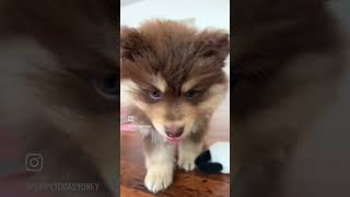 Orical Finnish Lapphunds at Puppy Yoga