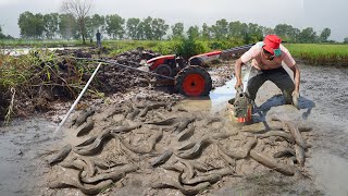 Unique Catching Snakehead Fish & Catfish Under Mud 2023