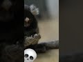 Cute monkey eats spider cute monkey twitch shorts youtubeshorts shortsfeed