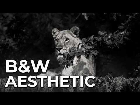 Black & White Aesthetic Lion | Chill Ambient Music