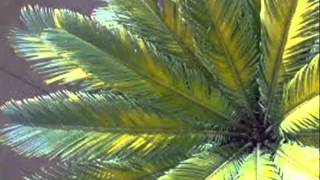 Relocate a Sago Palm - Cycas Revoluta 00201201336002