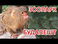 ШИКАРНЫЙ ЗООПАРК В БУДАПЕШТЕ (часть 1). AWESOME ZOO BUDAPEST