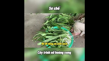 Sơ chế cây trinh nữ hoàng cung  #nongduoctinhsangduong#shorts