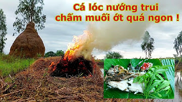 Cá lóc nướng trui | Cá lóc nướng ngoài đồng quá ngon !