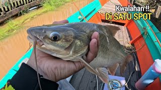 Download Lagu GANASS !! MANCING BAUNG BABON KALIMANTAN TEPAT DI SARANG NYA MP3 Download Lagu GANASS !! MANCING BAUNG BABON KALIMANTAN TEPAT DI SARANG NYA MP3