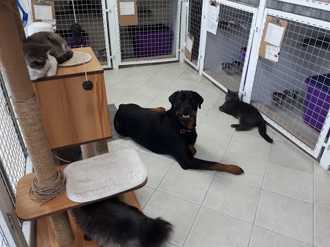 Comment rendre votre chien Chat amical
