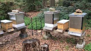 Пчеловодство в США