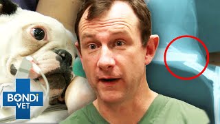 Worst Broken Bones 🦴 Bondi Vet Compilation