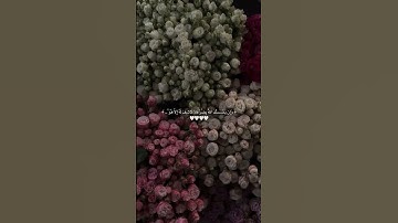 #إسلام_صبحي #اكسبلور #سور #لايك #سورة_يس #راحة_نفسية #ترند #ارح_قلبك #تلاوة_خاشعة #سورة_البقرة